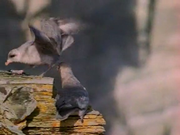 北极冰原 Arctic Kingdom: Life at the Edge