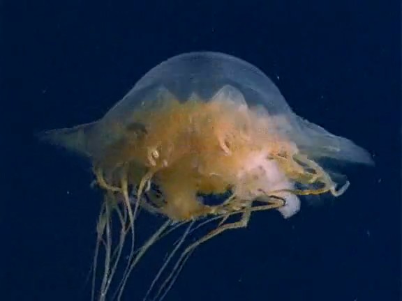 北极冰原 Arctic Kingdom: Life at the Edge