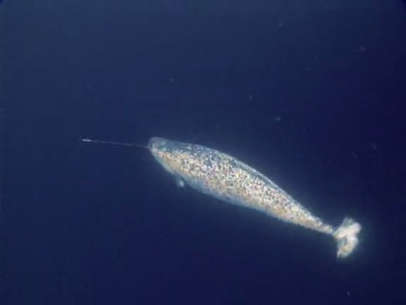 北极冰原 Arctic Kingdom: Life at the Edge