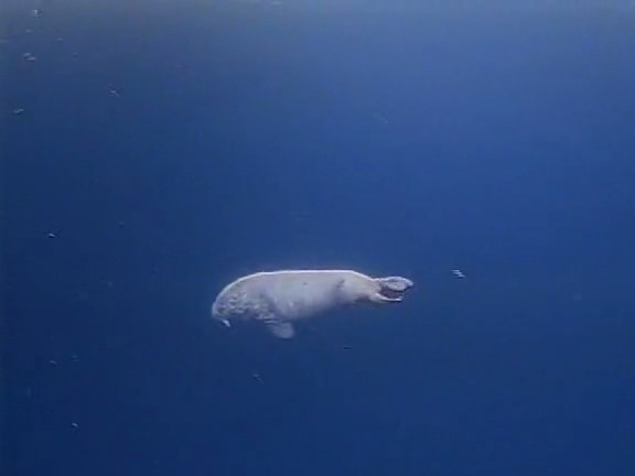 北极冰原 Arctic Kingdom: Life at the Edge