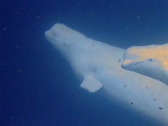 北极冰原 Arctic Kingdom: Life at the Edge