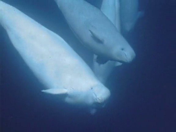 北极冰原 Arctic Kingdom: Life at the Edge