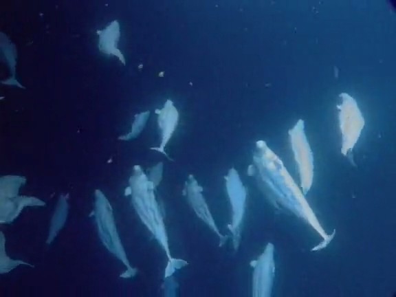 北极冰原 Arctic Kingdom: Life at the Edge