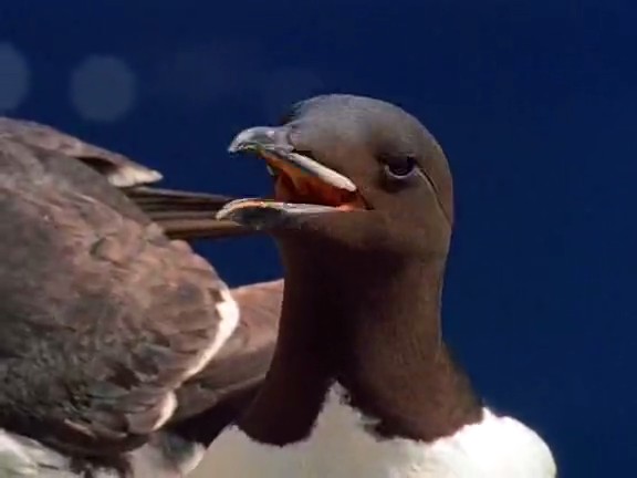 北极冰原 Arctic Kingdom: Life at the Edge