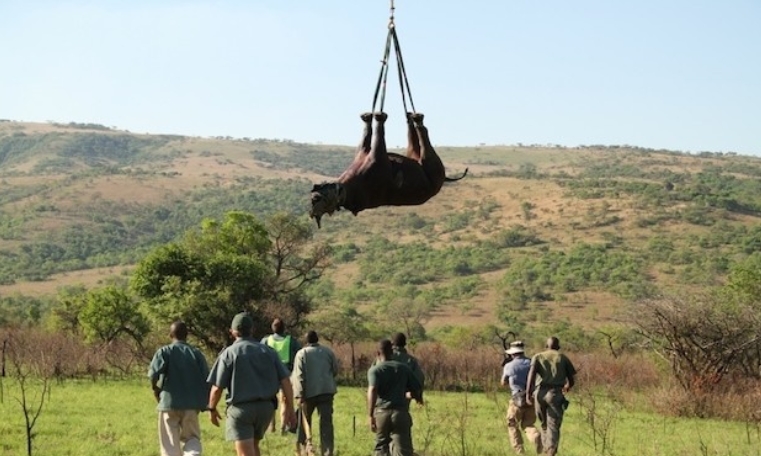 自然世界：飞翔的犀牛 The Natural World: Flight of the Rhino