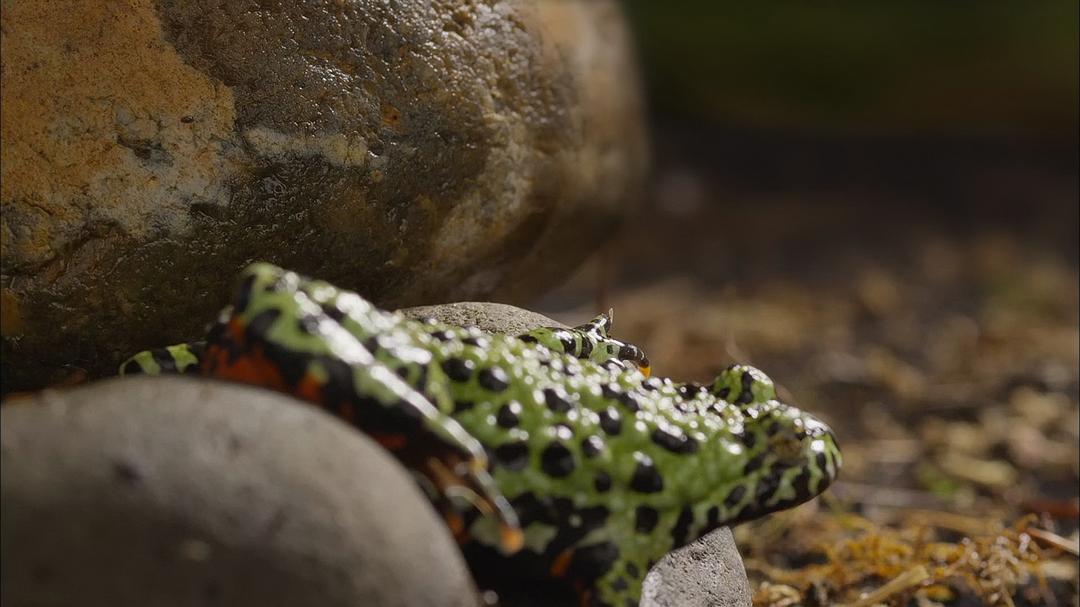 大自然：爱登保罗爷爷带你看绝妙的蛙 Nature: Attenborough's Fabulous Frogs