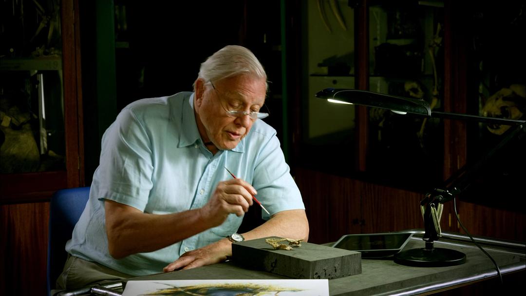 大自然：爱登保罗爷爷带你看绝妙的蛙 Nature: Attenborough's Fabulous Frogs