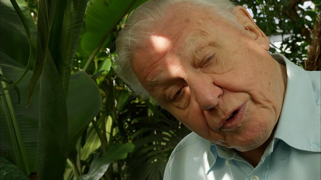 大自然：爱登保罗爷爷带你看绝妙的蛙 Nature: Attenborough's Fabulous Frogs