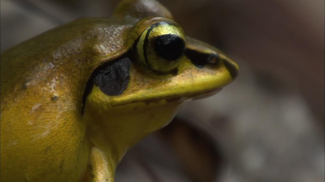 大自然：爱登保罗爷爷带你看绝妙的蛙 Nature: Attenborough's Fabulous Frogs