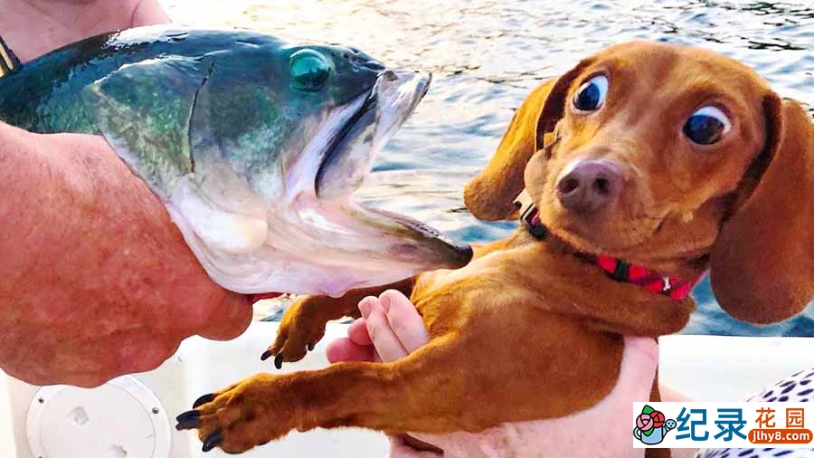 宠物趣味行为纪录片《搞笑动物集锦》第2季全18集中字 纪录片解说素材百度云盘下载 1080/MKV/22.6G