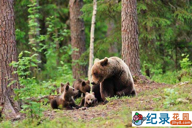 BBC动物间谍纪录片《熊：树林中的窥探 Bears: Spy in the Woods》全1集 标清纪录片资源百度云盘下载