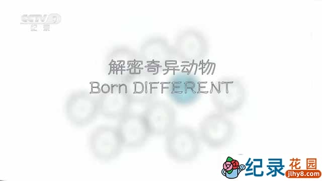 央视生物研究纪录片《解密奇异动物 Born Different》全1集 纪录片资源百度云盘下载 1080i/TS/1.35G