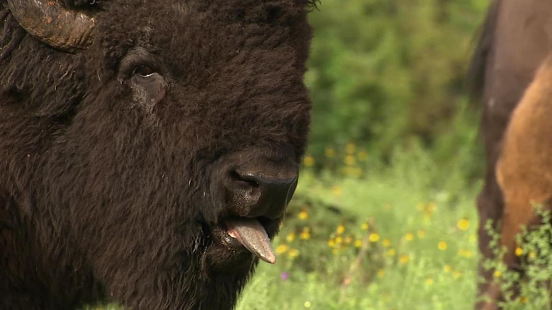 北美大地 North America