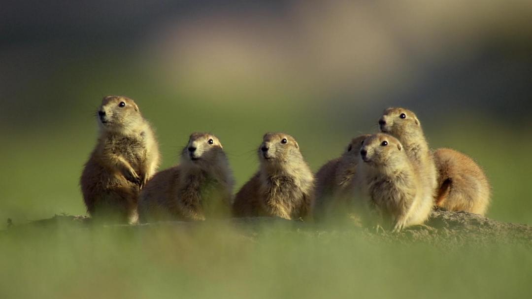 北美大地 North America