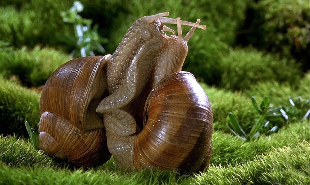 微观世界 Microcosmos: Le peuple de l'herbe