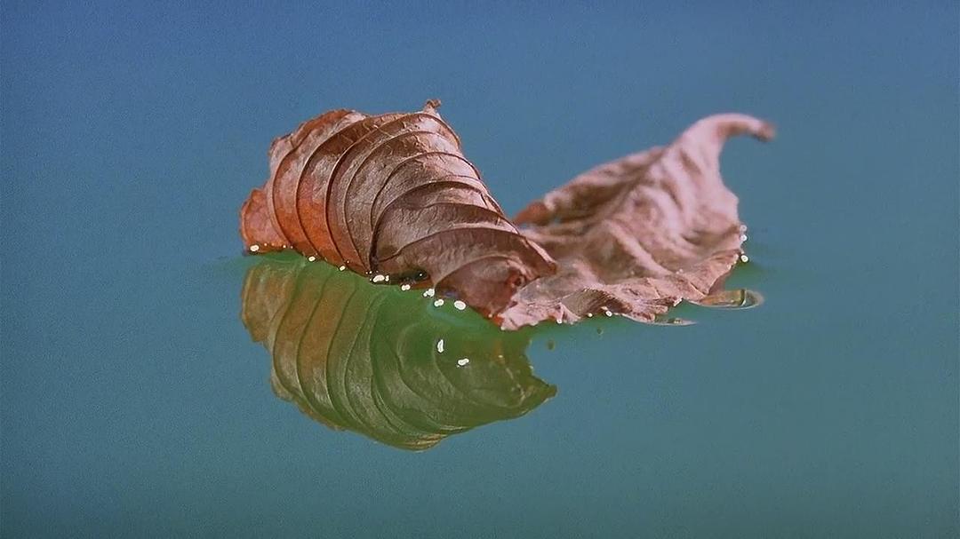 微观世界 Microcosmos: Le peuple de l'herbe