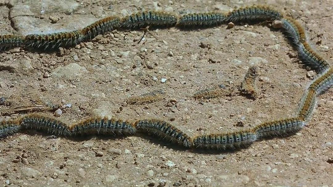 微观世界 Microcosmos: Le peuple de l'herbe