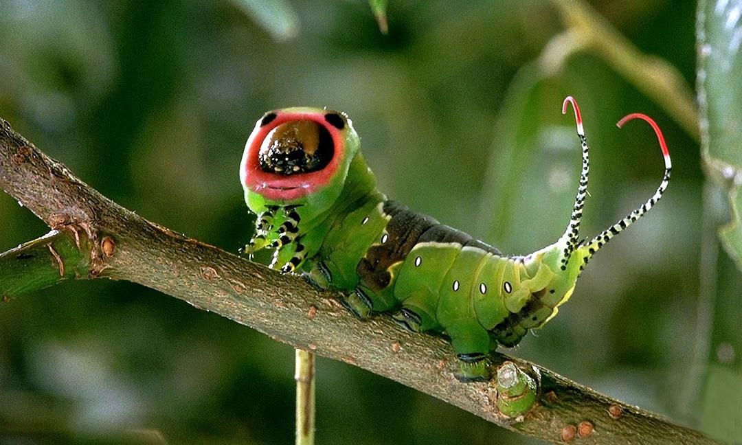 微观世界 Microcosmos: Le peuple de l'herbe