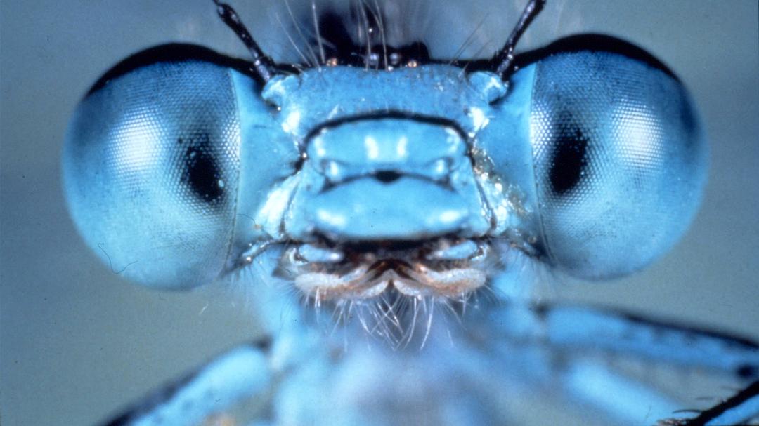 微观世界 Microcosmos: Le peuple de l'herbe