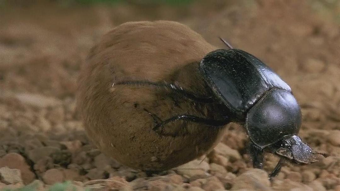 微观世界 Microcosmos: Le peuple de l'herbe