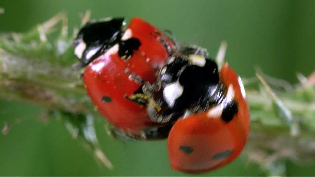 微观世界 Microcosmos: Le peuple de l'herbe