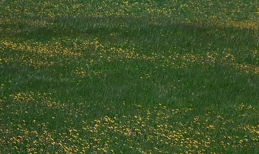 微观世界 Microcosmos: Le peuple de l'herbe