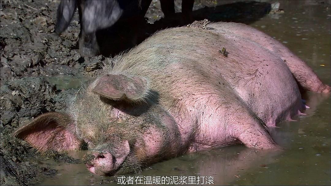 多瑙河：欧洲的亚马逊 Danube: Europe's Amazon