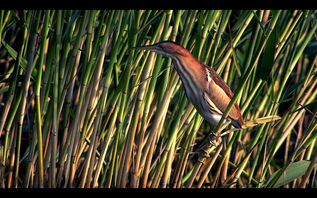 多瑙河：欧洲的亚马逊 Danube: Europe's Amazon