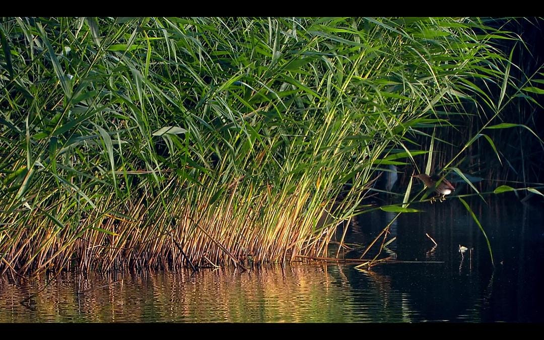 多瑙河：欧洲的亚马逊 Danube: Europe's Amazon
