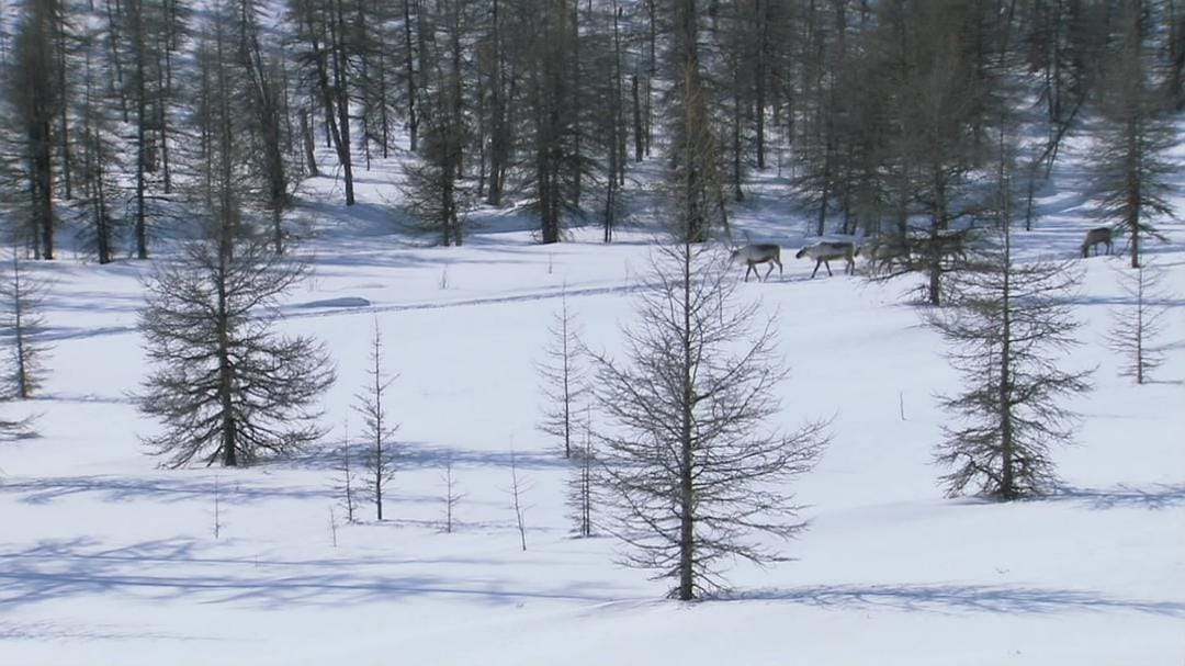 冰上动物宝宝 Snow Babies