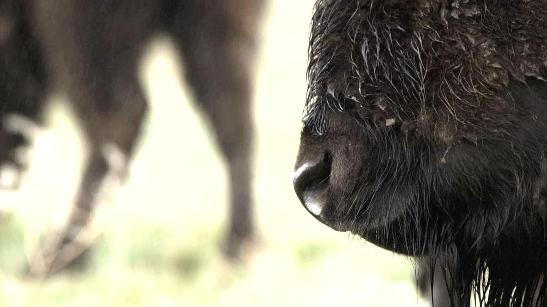 野性加拿大 第一季 Wild Canada Season 1