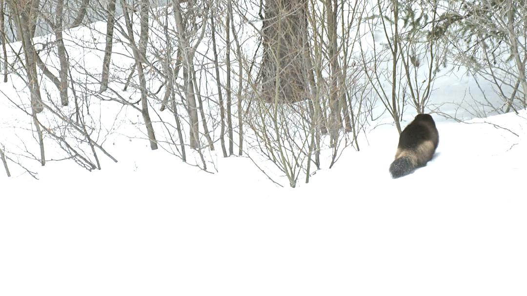 野性加拿大 第一季 Wild Canada Season 1