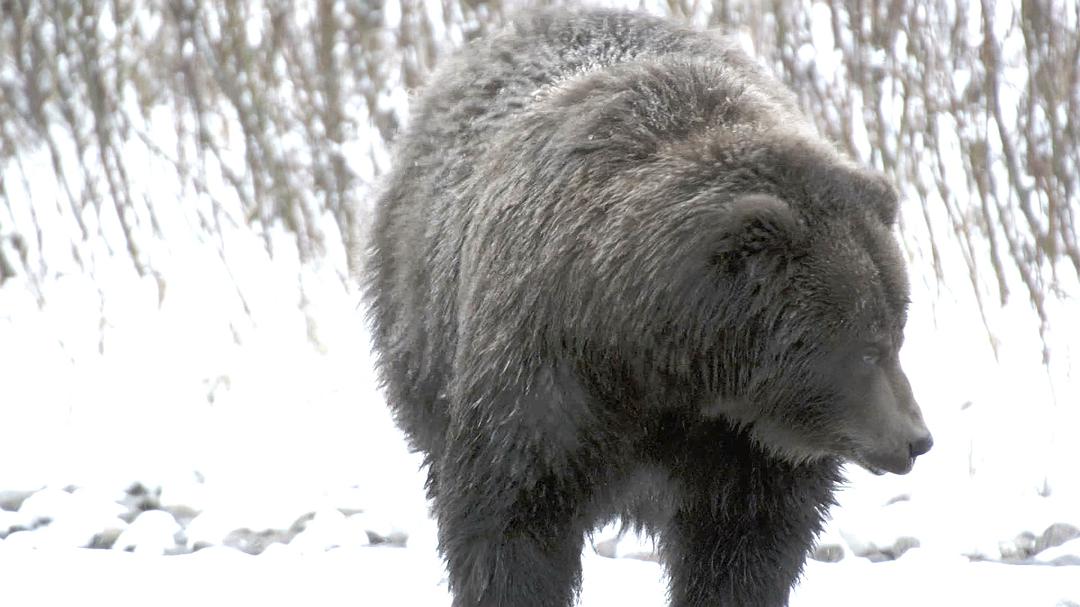 野性加拿大 第一季 Wild Canada Season 1
