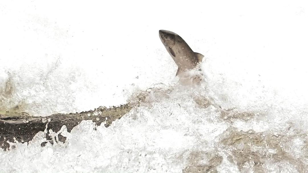 野性加拿大 第一季 Wild Canada Season 1