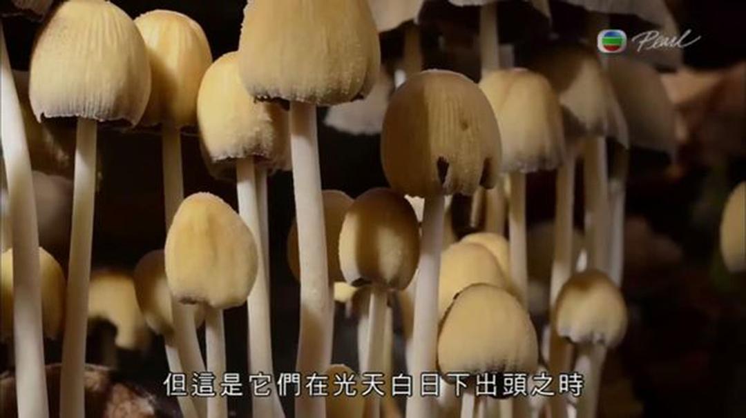 英伦四季 The Great British Year