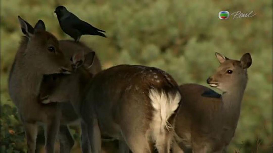 英伦四季 The Great British Year