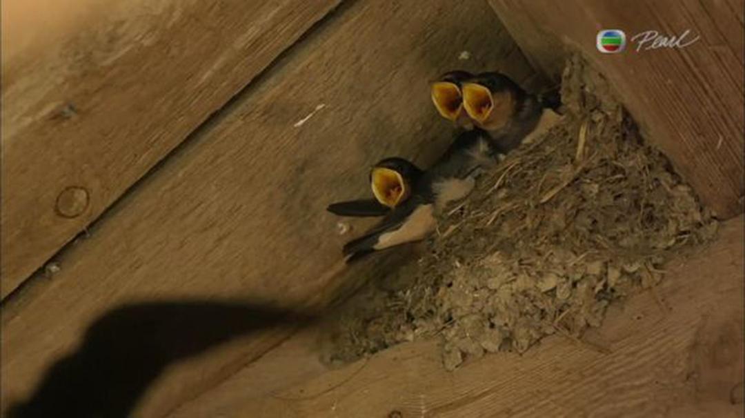 英伦四季 The Great British Year