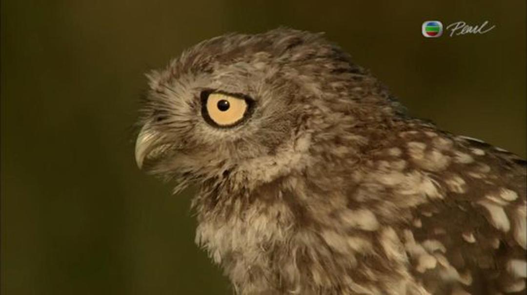 英伦四季 The Great British Year