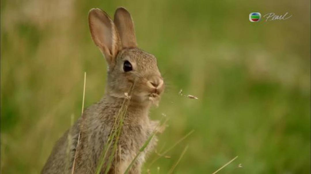 英伦四季 The Great British Year