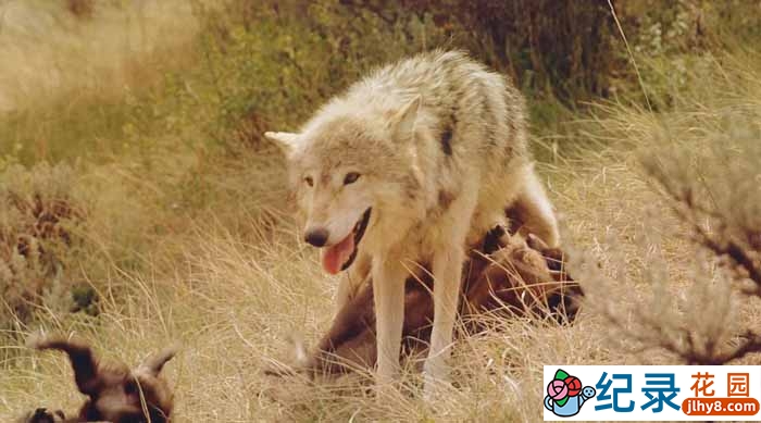 IMAX野生动物纪录片《狼 Wolves》全1集 720P/1080i高清纪录片百度云下载