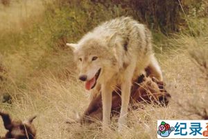 IMAX野生动物纪录片《狼 Wolves》全1集 720P/1080i高清纪录片百度云下载