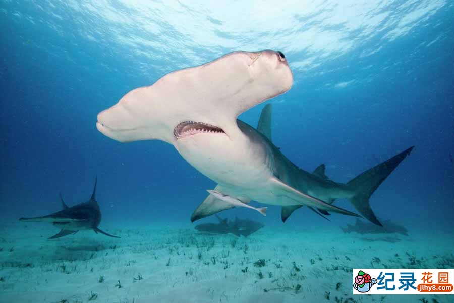 探索频道鲨鱼研究纪录片《鲨鱼周 2022 Shark Week》全12集中字 纪录片解说素材百度云盘下载 1080/MKV/35.5G