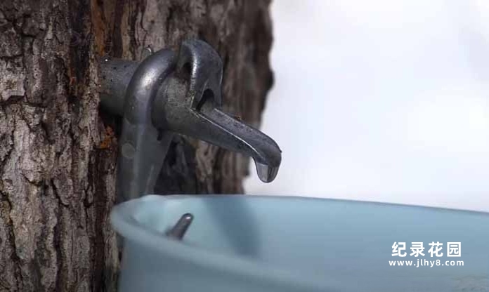 食品生产加工纪录片《诺尔农场》第4季原版无字 1080高清自媒体解说素材百度云盘下载