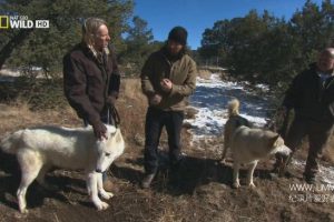 荒野远征：巨狼  America The Wild: Monster Wolf