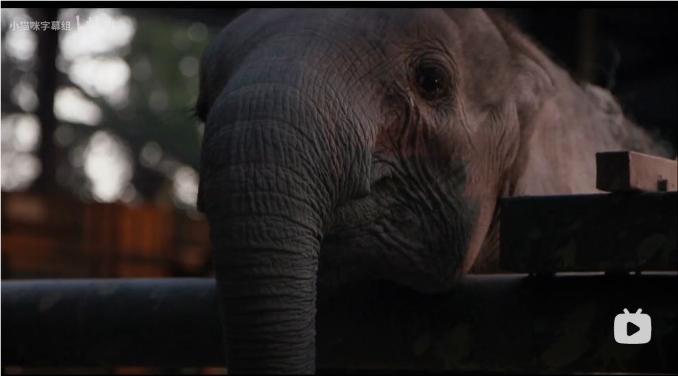 纳勒迪：一只小象的故事 Naledi: A Baby Elephant's Tale