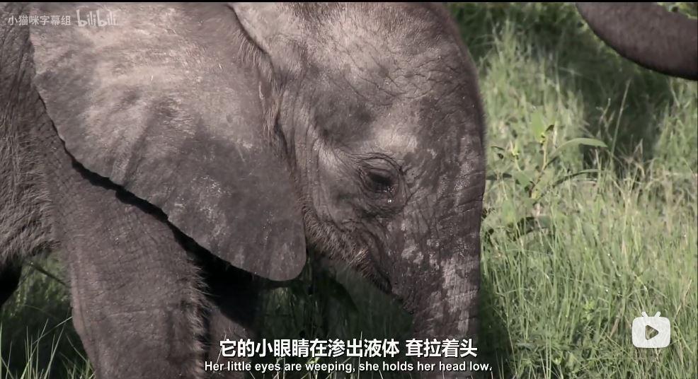 纳勒迪：一只小象的故事 Naledi: A Baby Elephant's Tale