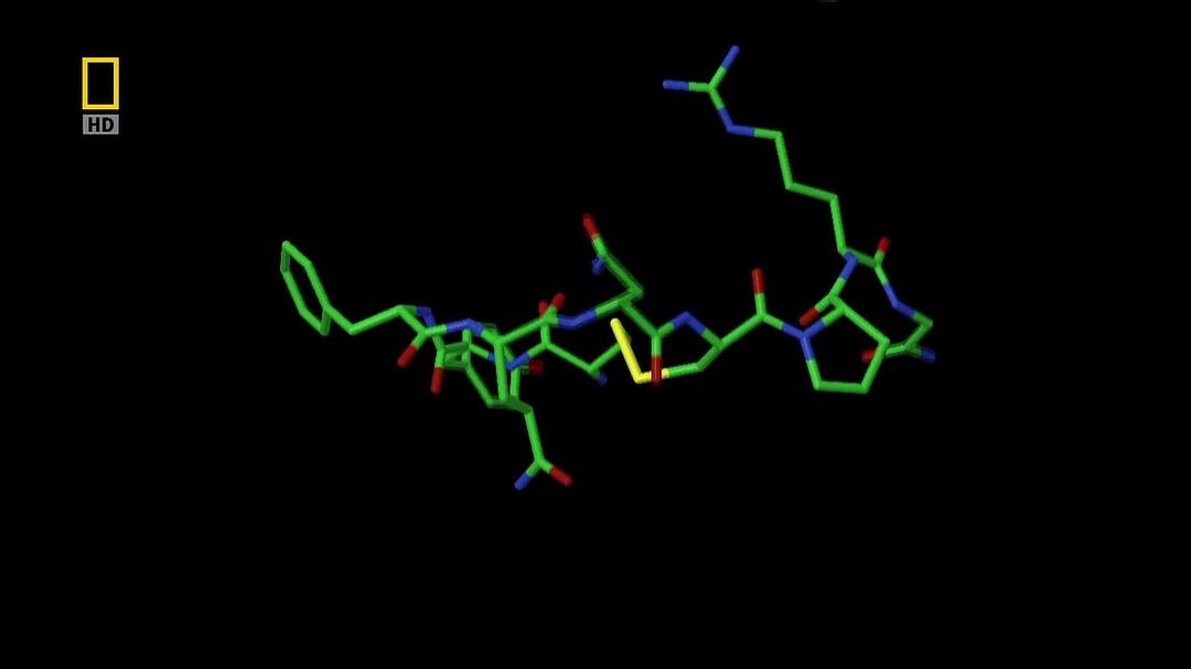 科学新发现：怎样才性感 Naked Science: What's Sexy?