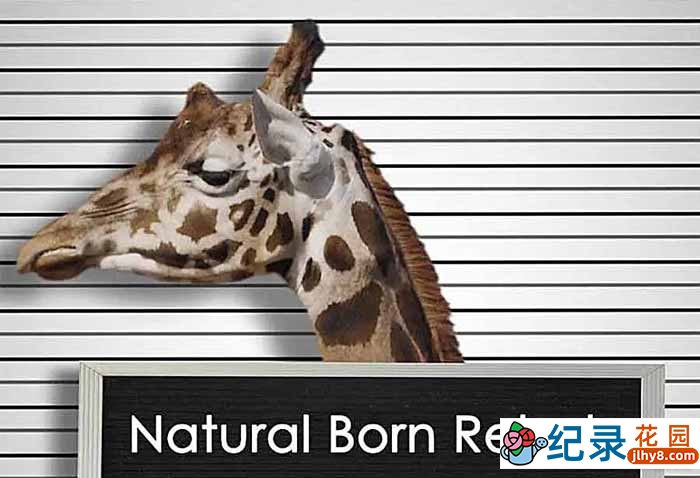 BBC动物行为研究纪录片《你这个坏怂 / 天生大反派 Natural Born Rebels》全3集中字 TS/蓝光高清纪录片资源百度云盘下载