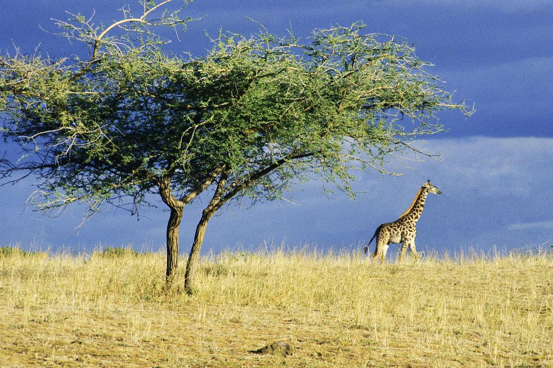 非洲：塞伦盖蒂国家公园 Africa: The Serengeti