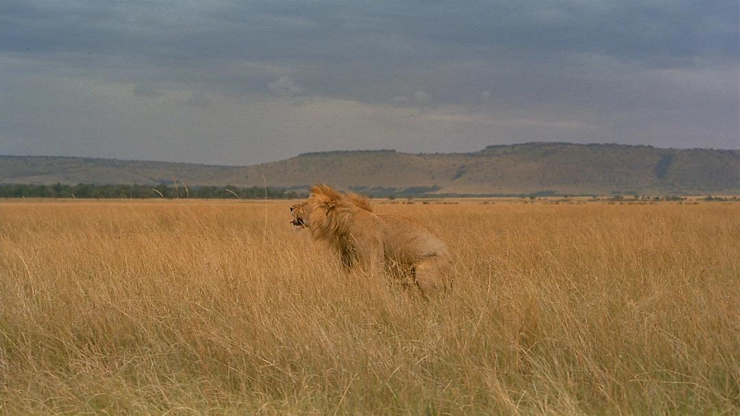 非洲：塞伦盖蒂国家公园 Africa: The Serengeti